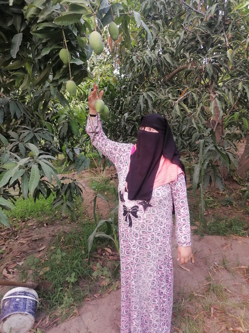 Female farmer doubles her family’s mango harvest following to USAID’s training