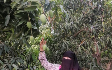 Female farmer doubles her family’s mango harvest following to USAID’s training