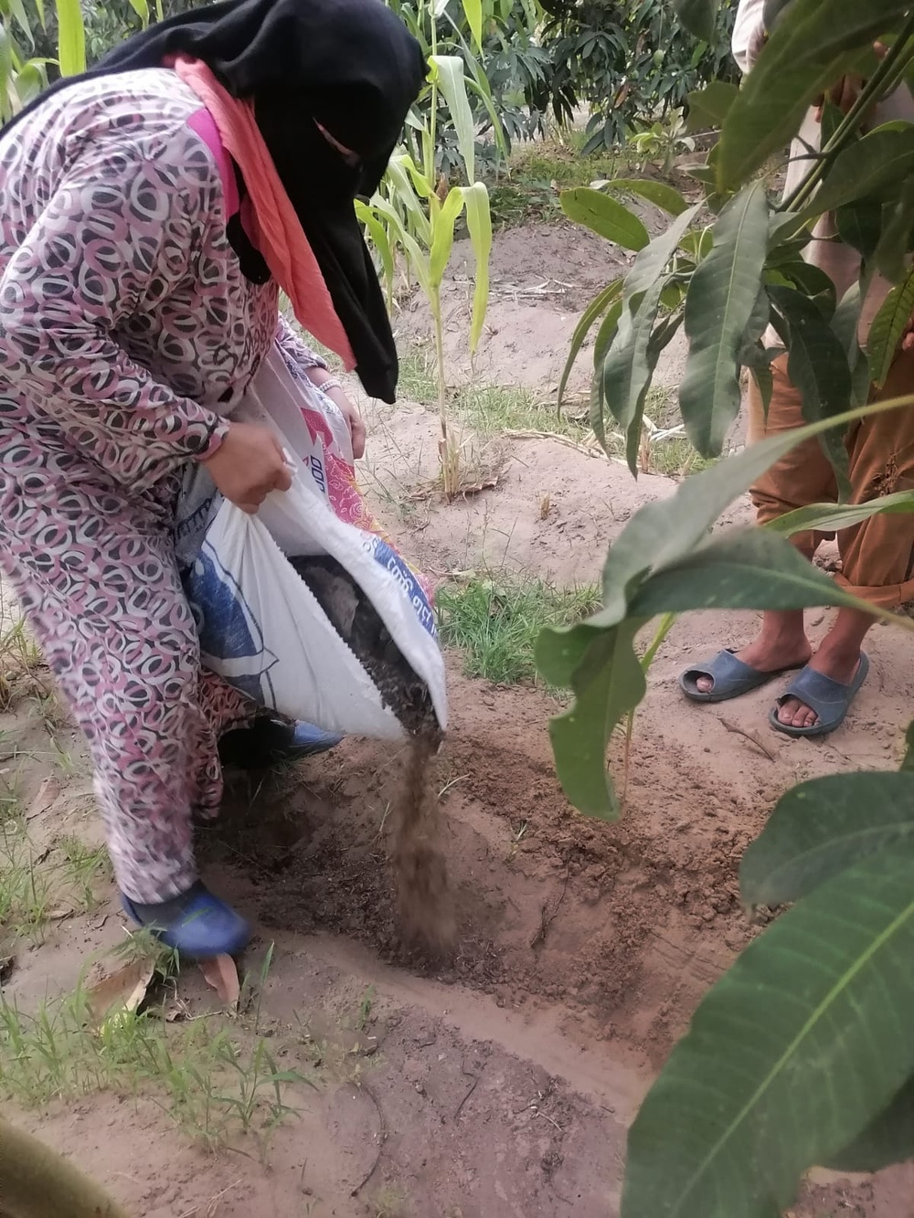 Female farmer doubles her family’s mango harvest following to USAID’s training