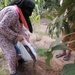 Female farmer doubles her family’s mango harvest following to USAID’s training