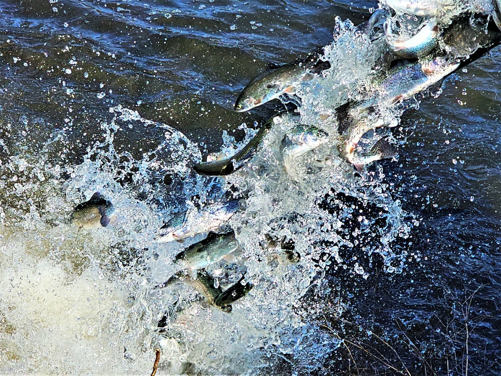 USFWS stocks more than 15,000 rainbow trout in Fort McCoy’s waterways for 2024 fishing season