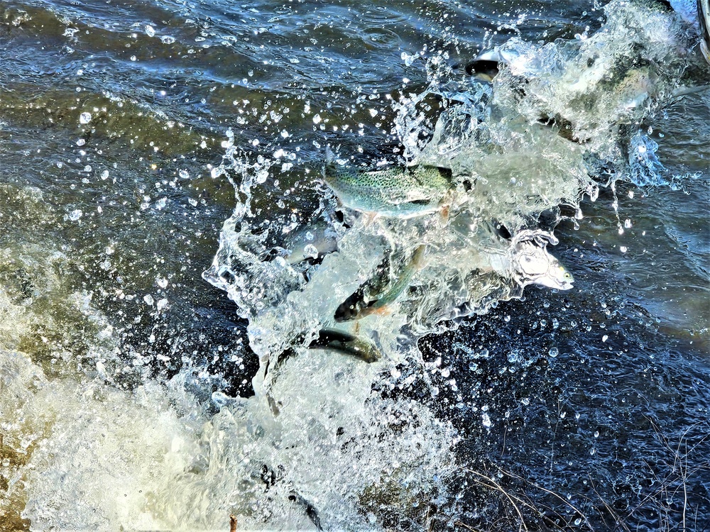 USFWS stocks more than 15,000 rainbow trout in Fort McCoy’s waterways for 2024 fishing season