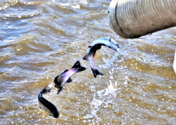 USFWS stocks more than 15,000 rainbow trout in Fort McCoy’s waterways for 2024 fishing season