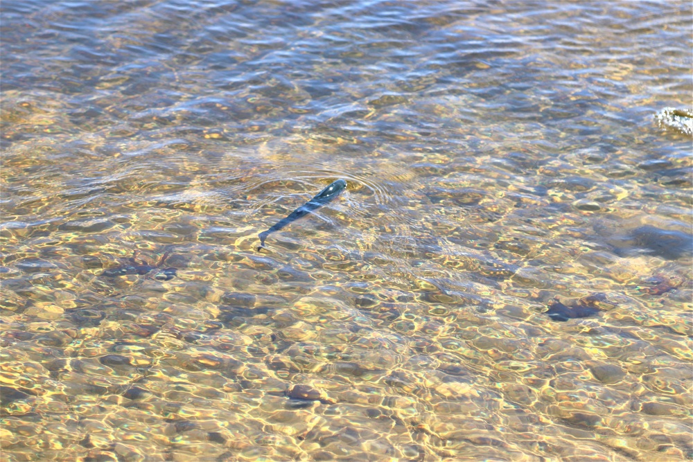 USFWS stocks more than 15,000 rainbow trout in Fort McCoy’s waterways for 2024 fishing season