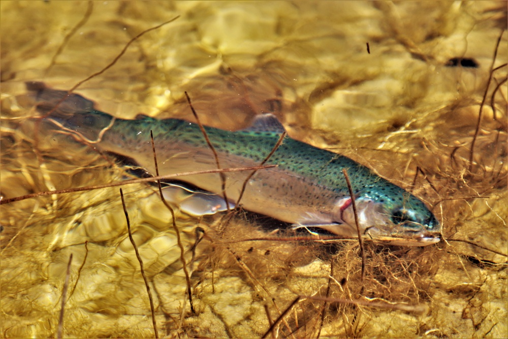 USFWS stocks more than 15,000 rainbow trout in Fort McCoy’s waterways for 2024 fishing season