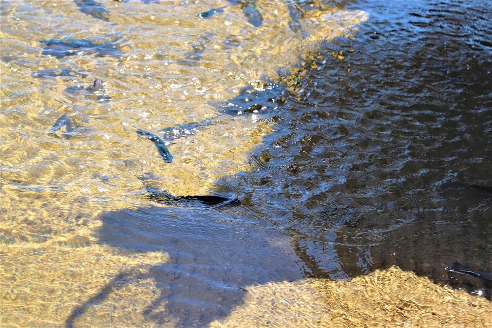 USFWS stocks more than 15,000 rainbow trout in Fort McCoy’s waterways for 2024 fishing season