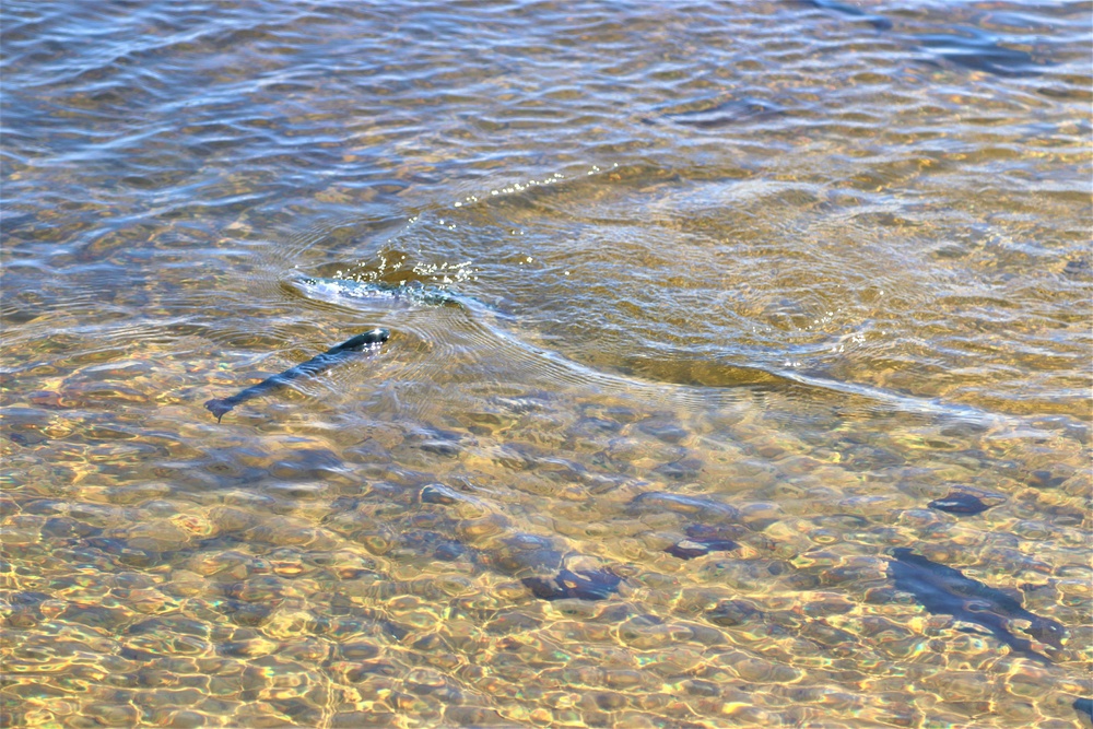 USFWS stocks more than 15,000 rainbow trout in Fort McCoy’s waterways for 2024 fishing season