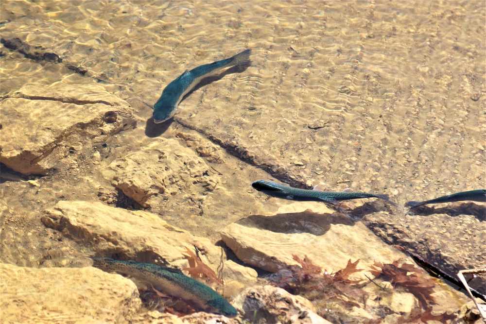 USFWS stocks more than 15,000 rainbow trout in Fort McCoy’s waterways for 2024 fishing season