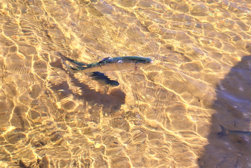 USFWS stocks more than 15,000 rainbow trout in Fort McCoy’s waterways for 2024 fishing season