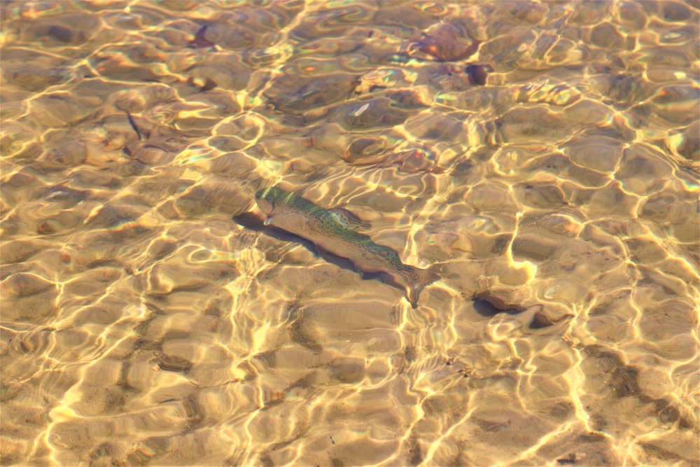 USFWS stocks more than 15,000 rainbow trout in Fort McCoy’s waterways for 2024 fishing season