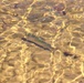 USFWS stocks more than 15,000 rainbow trout in Fort McCoy’s waterways for 2024 fishing season