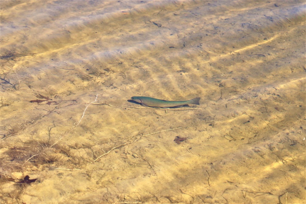 USFWS stocks more than 15,000 rainbow trout in Fort McCoy’s waterways for 2024 fishing season