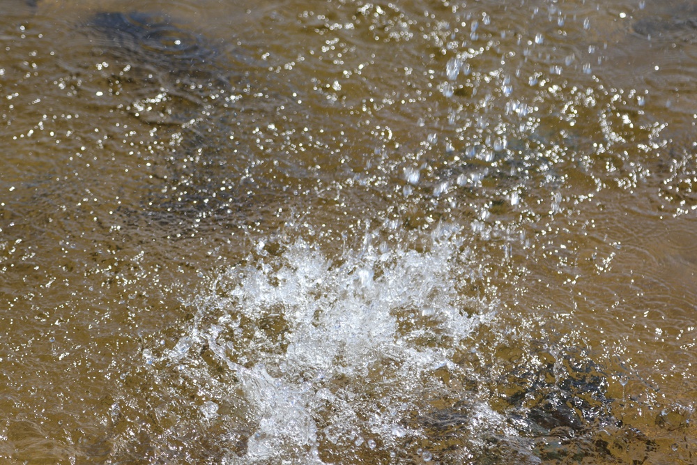 USFWS stocks more than 15,000 rainbow trout in Fort McCoy’s waterways for 2024 fishing season