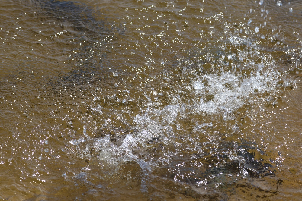 USFWS stocks more than 15,000 rainbow trout in Fort McCoy’s waterways for 2024 fishing season