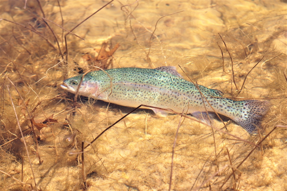 USFWS stocks more than 15,000 rainbow trout in Fort McCoy’s waterways for 2024 fishing season