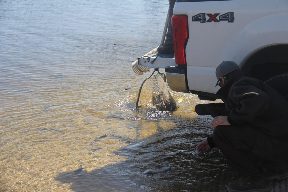 USFWS stocks more than 15,000 rainbow trout in Fort McCoy’s waterways for 2024 fishing season