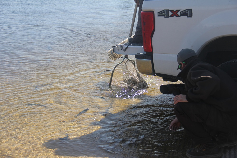 USFWS stocks more than 15,000 rainbow trout in Fort McCoy’s waterways for 2024 fishing season