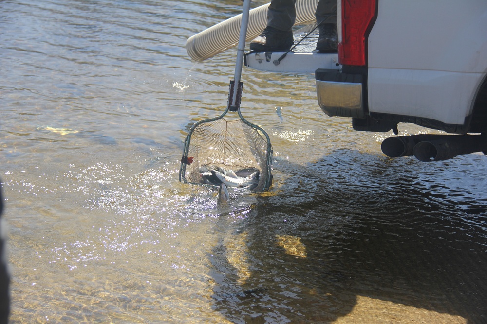 USFWS stocks more than 15,000 rainbow trout in Fort McCoy’s waterways for 2024 fishing season