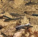 USFWS stocks more than 15,000 rainbow trout in Fort McCoy’s waterways for 2024 fishing season