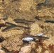 USFWS stocks more than 15,000 rainbow trout in Fort McCoy’s waterways for 2024 fishing season