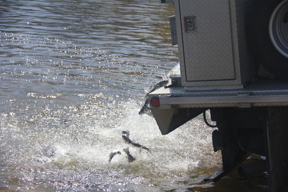 USFWS stocks more than 15,000 rainbow trout in Fort McCoy’s waterways for 2024 fishing season