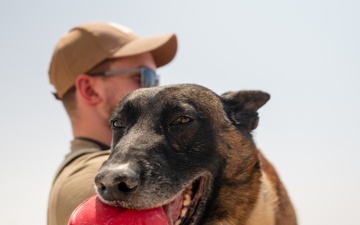 MWDs showcase IED detection skills during joint training