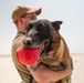 MWDs showcase IED detection skills during joint training