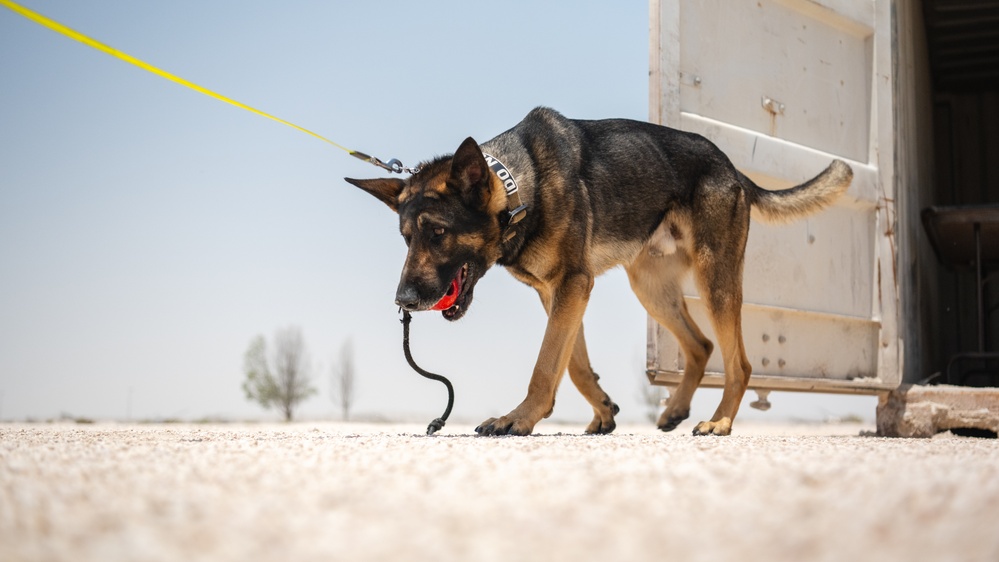 MWDs showcase IED detection skills during joint training