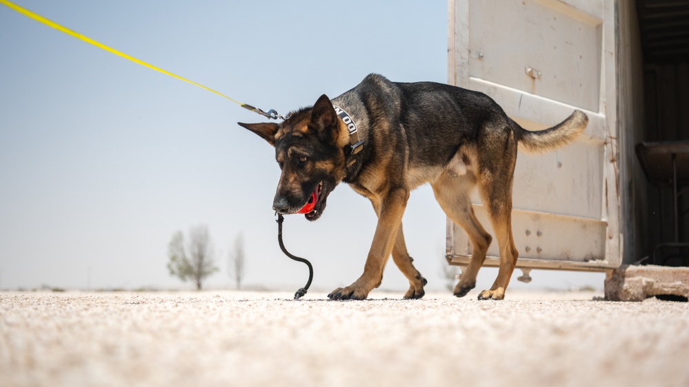 DVIDS - Images - MWDs showcase IED detection skills during joint ...