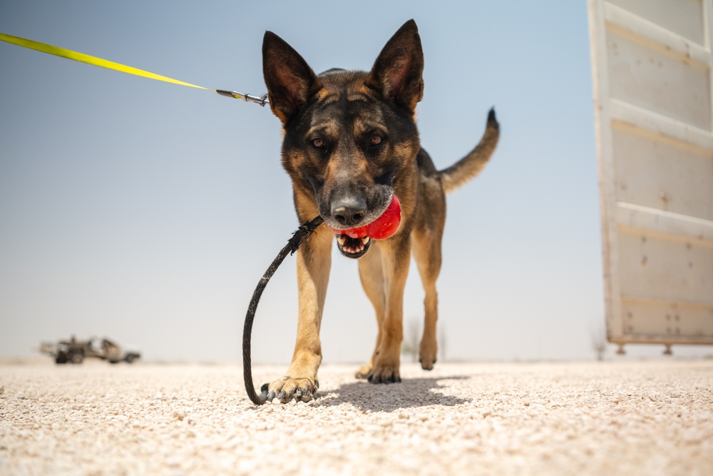 MWDs showcase IED detection skills during joint training