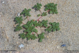 Seabeach Amaranth