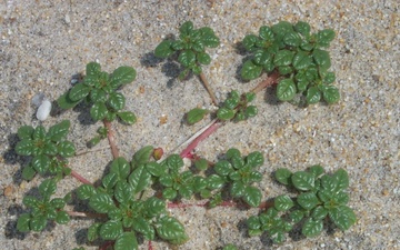 Coastal restoration project gives threatened coastal plant another chance  Learn how it was achieved!
