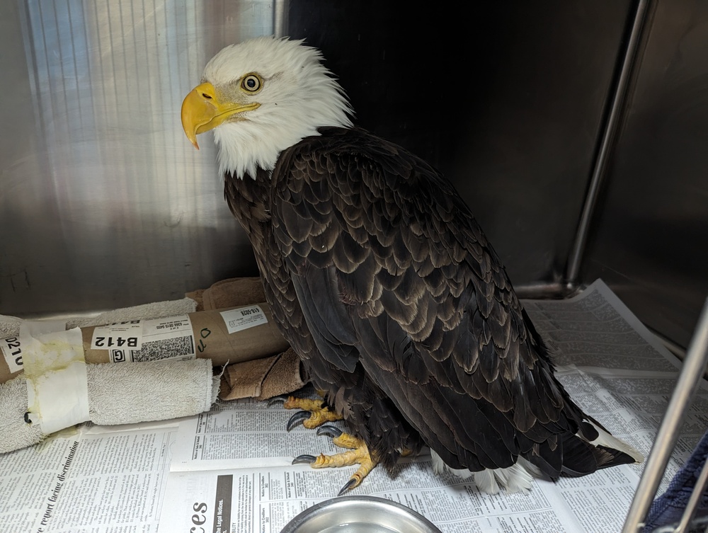 Injured bald eagle rescued on Fort Wainwright