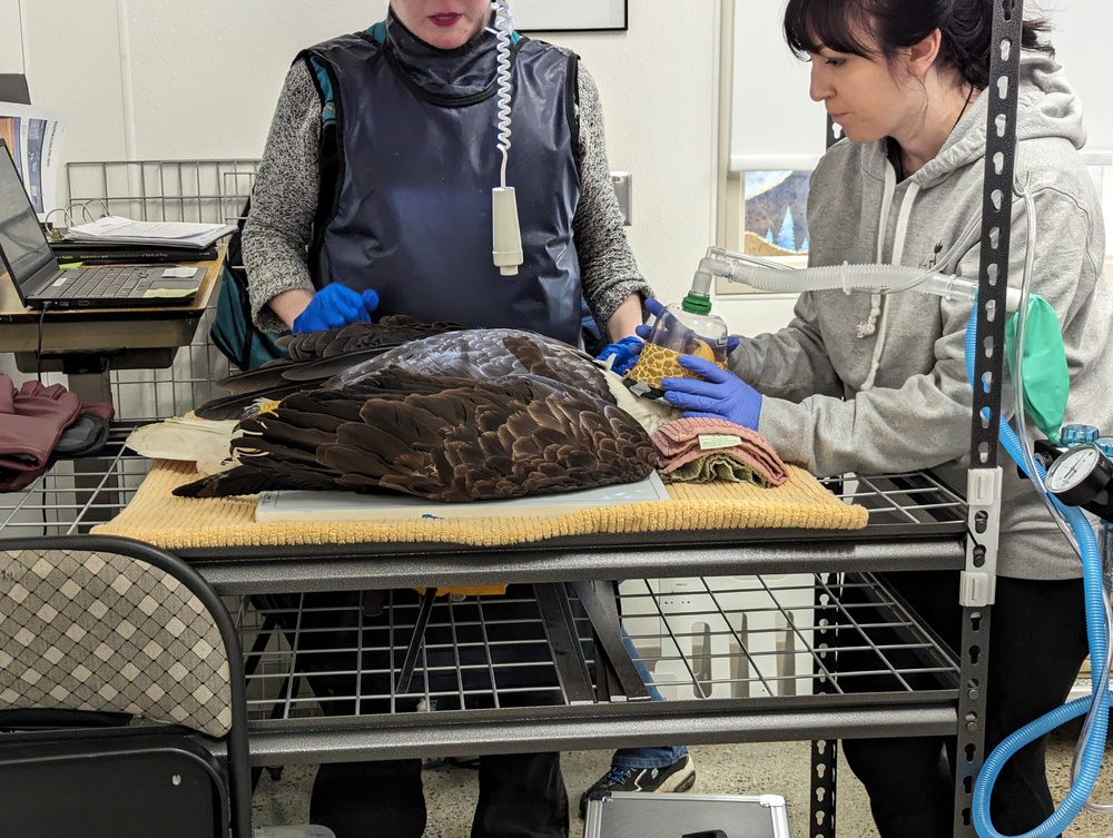 Injured bald eagle rescued on Fort Wainwright