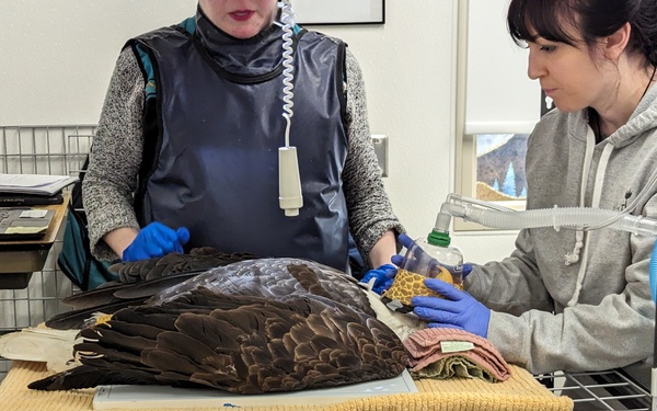 Injured bald eagle rescued on Fort Wainwright