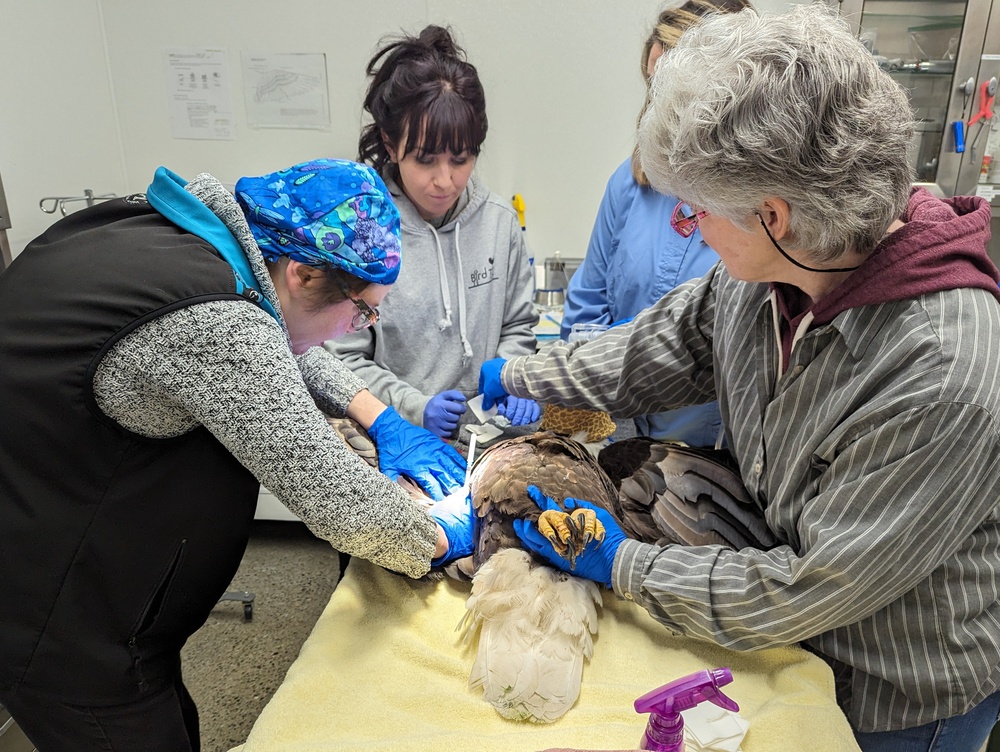 Injured bald eagle rescued on Fort Wainwright