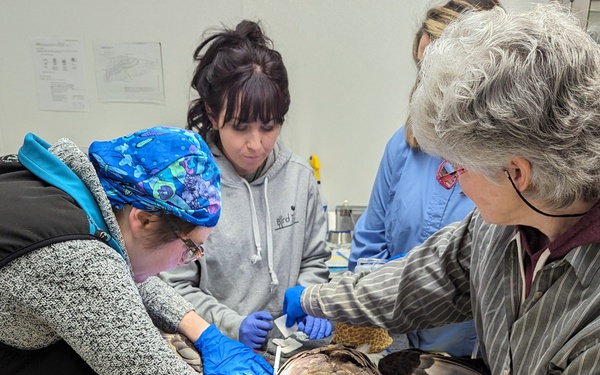 Injured bald eagle rescued on Fort Wainwright