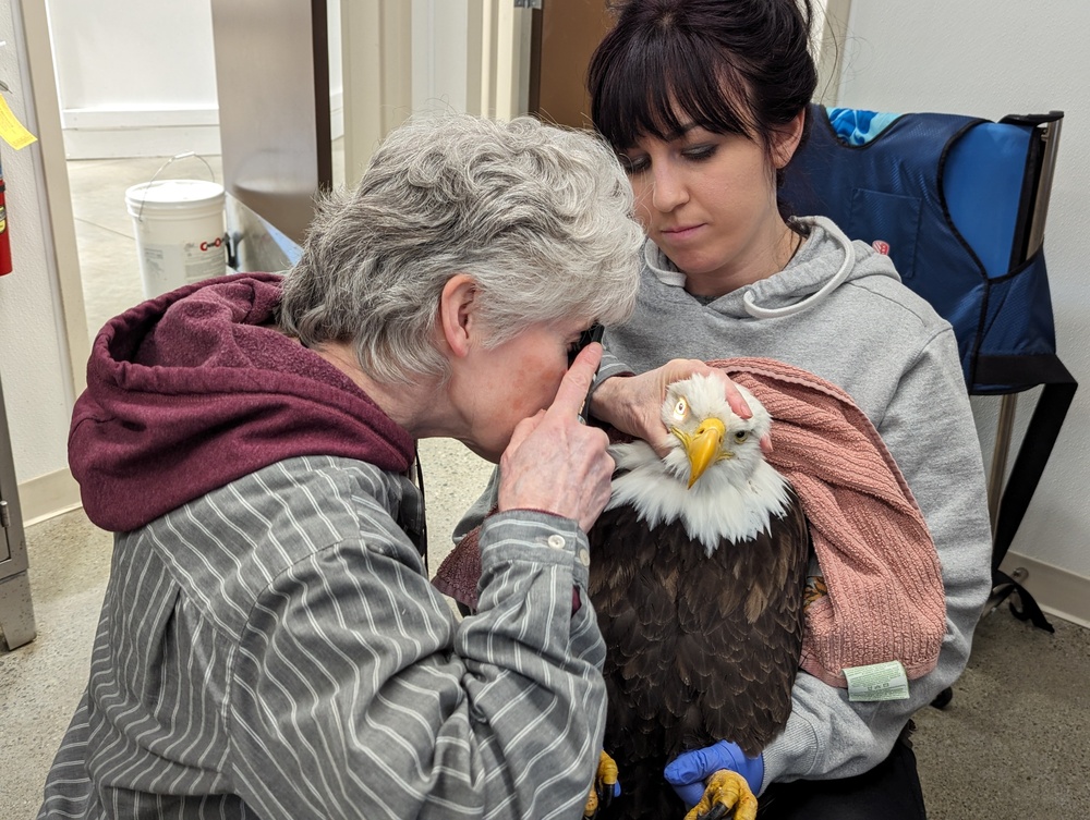 Injured bald eagle rescued on Fort Wainwright