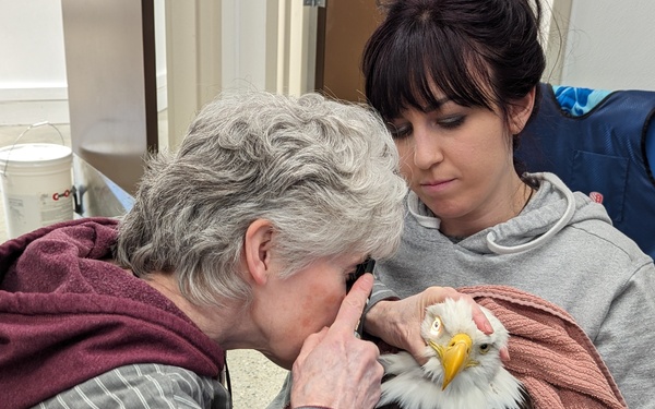Injured bald eagle rescued on Fort Wainwright