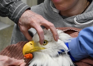 Injured bald eagle rescued on Fort Wainwright
