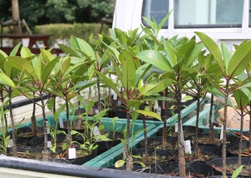 Camp Hansen Marines celebrate Earth Day planting mangrove trees with local children / ハンセン基地海兵隊、アースデイを祝い地元の子どもたちとマングローブを植樹