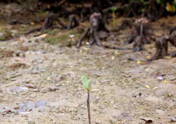 Camp Hansen Marines celebrate Earth Day planting mangrove trees with local children / ハンセン基地海兵隊、アースデイを祝い地元の子どもたちとマングローブを植樹