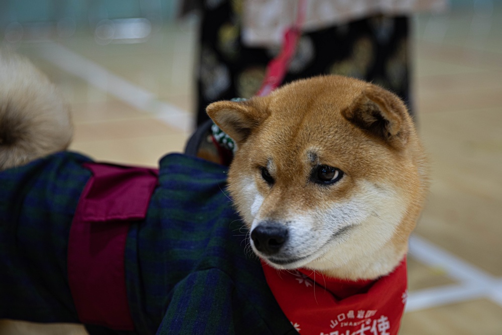 Iwakuni Kintaikyo Festival 2024