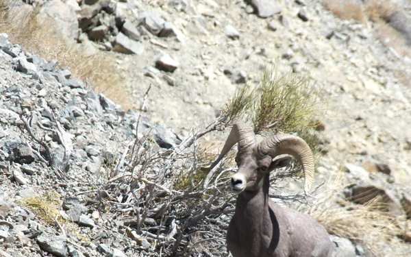 Bighorn sheep, wild horses, and more, call Hawthorne Army Depot home