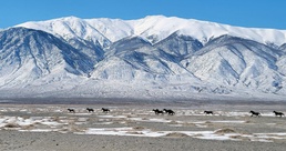 Bighorn sheep, wild horses, and more, call Hawthorne Army Depot home