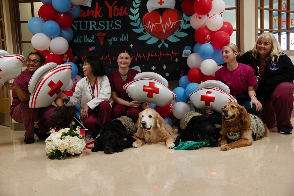 Walter Reed Celebrates National Nurses Week: Animal Therapy