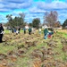 Tree planters were abundant for Fort McCoy’s 2024 Arbor Day celebration; hundreds of trees planted