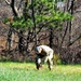 Tree planters were abundant for Fort McCoy’s 2024 Arbor Day celebration; hundreds of trees planted