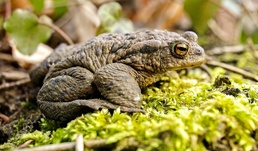 Amphibians: Living a double life