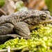 Amphibians: Living a double life